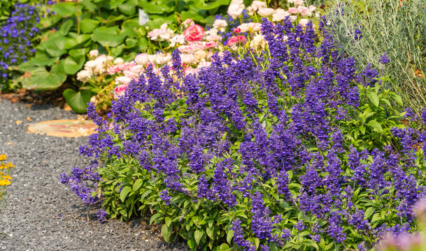 field with many flowers of lavender