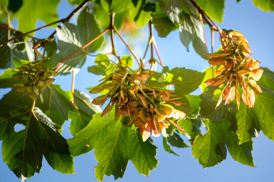 Sycamore maple, a large tree of the aceraceae family, in gemmotherapy, it acts on the liver to lower cholesterol and blood sugar levels