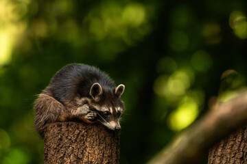 Cute raccoon grooming its face on tree trunk © Quality by Simon