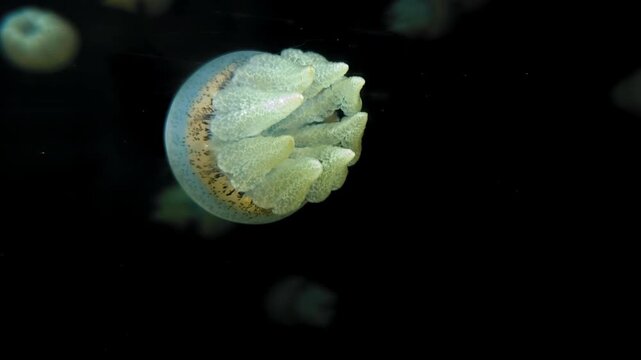 Detailed underwater view of a translucent jellyfish showcasing its delicate structure.