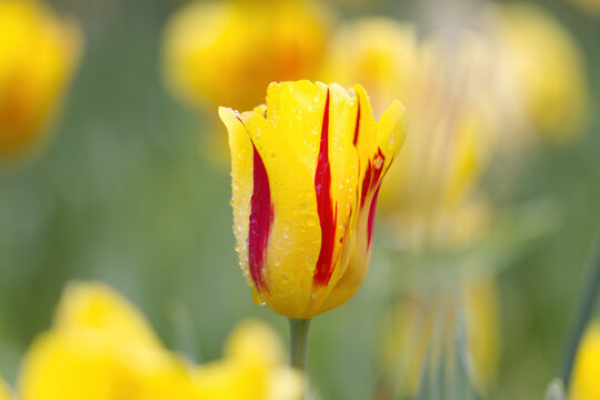 Yellow tulip head with red stripes, bright yellow and red flower with stripes, yellow tulips with raindrops, tulips with water droplets, soft yellow background, tulip, spring flowers