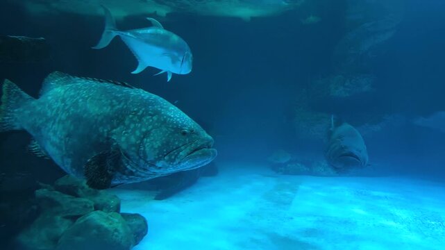 Close-up of a massive giant grouper displaying its distinctive spotted body and powerful build
