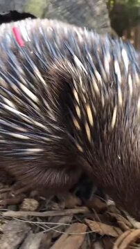 Short-beaked echidna emerging from hollow log in forest floor