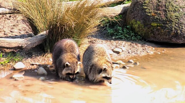 Two raccoons foraging together at the water's edge, inspecting the surface for food while surrounded by grass, rocks, and natural elements in a sunny outdoor setting