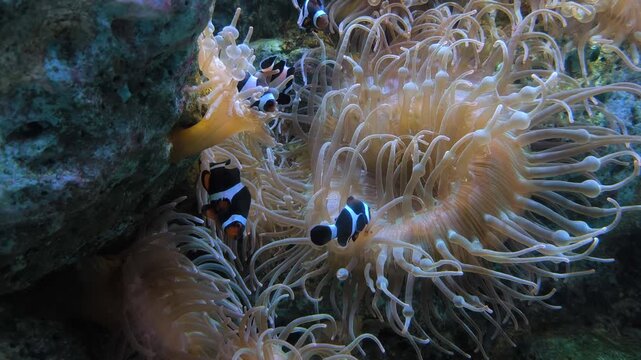Underwater close-up of clownfish and sea anemone creating a natural marine ecosystem.