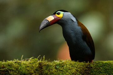 Close-up of a Plate-billed mountain toucan (Andigena laminirostris) on a mossy branch in the Ecuadorian cloud forest near Santa Rosa, Mindo © SimonJohannes