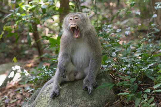 Con Dao long-tailed macaque (Macaca fascicularis condorensis), an endemic subspecies, sits on a rock in a lush forest with its mouth wide open, displaying sharp teeth in a yawn or threat.