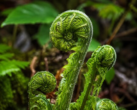 Green fern fiddleheads with water droplets in forest