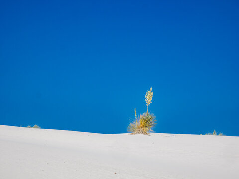 White gypsun sand dunes in White Sands National Park in New Mexico USA