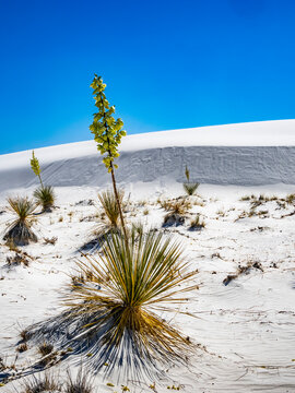 White gypsun sand dunes in White Sands National Park in New Mexico USA