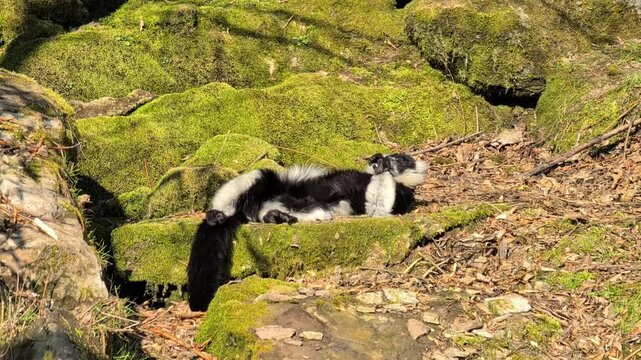 Black and white lemur resting on moss-covered rocks in a natural setting, displaying a relaxed posture with limbs extended and surrounded by greenery