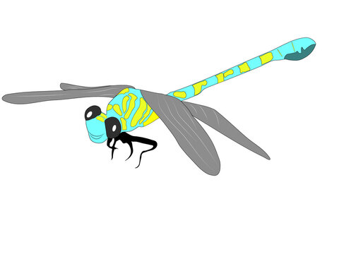 Teal and yellow dragonfly vector illustration isolated on transparent background PNG