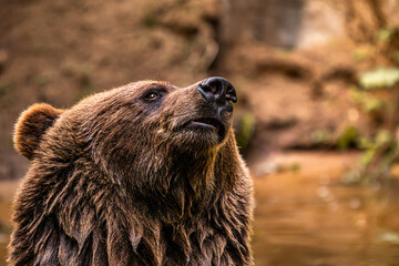 Fototapeta premium Close up portrait of brown bear looking up