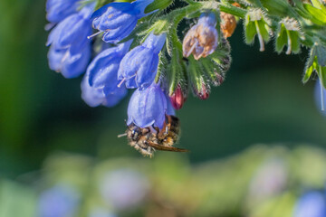 Bumblebee collects nectar from blue flowers during spring in a garden © Chris
