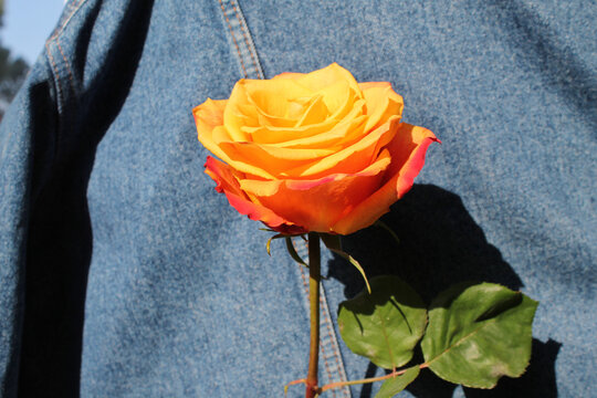 Golden rose on a blue demin background