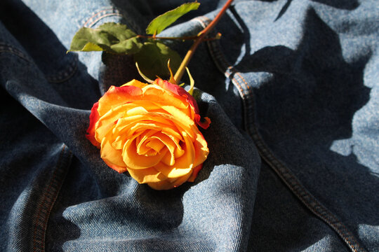 Golden rose on a blue demin background