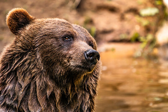 Brown bear head profile looking forward in water