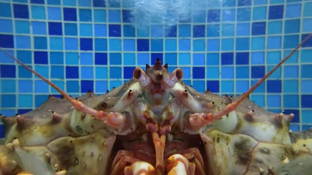 Giant king crab underwater inside aquarium tank