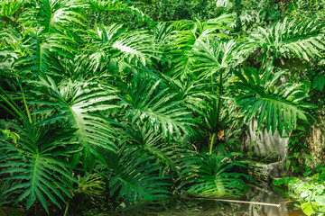 Massive deeply lobed leaves of Philodendron bipinnatifidum growing near a pond © FuzullHanum