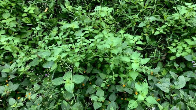 Dense green foliage with lush leafy vegetation, vibrant natural plant texture background ideal for tropical forests, ecology, botanical themes, sustainability, and outdoor visuals.