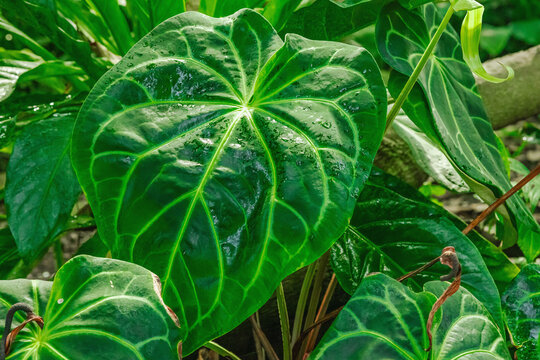 Dark green heart-shaped Anthurium leaves with prominent silver-white veins covered in water drops