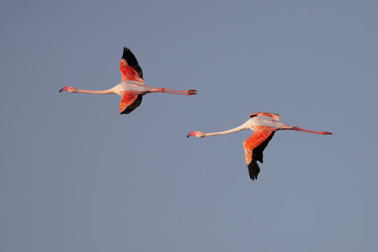 Greater flamingos (Phoenicopterus roseus) flying over a lagoon in the Camargue, France.