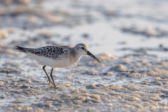 Curlew sandpiper (Calidris ferruginea) searching for food in a lagoon in the Camargue, France.