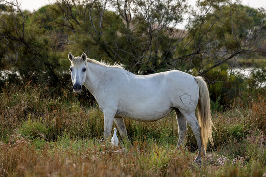 Camargue horse in the wild in the Camargue, France.