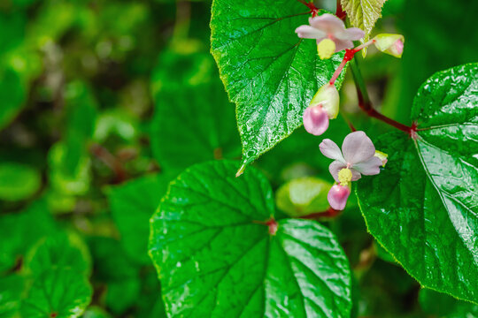 Flowering Begonia grandis with small pink flowers and red stems. Large wet green leaves are covered in water droplets