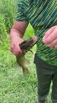 Fisherman holding caught pike fish outdoors near grass