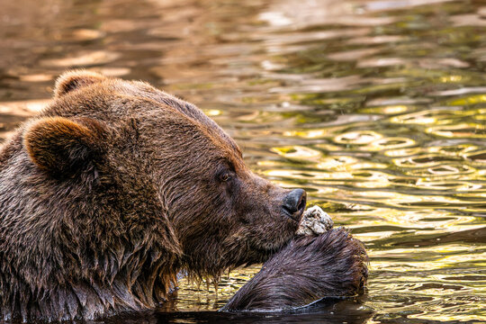 Brown bear eating food in water with paw
