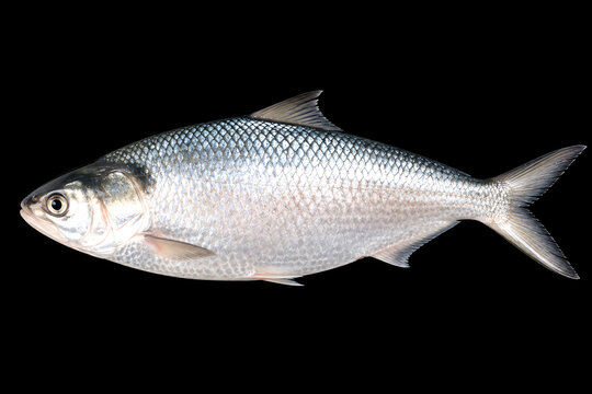 Fresh Fish Illustration for Seafood Market and Cooking Recipes. Detailed vector of a silver fish for culinary and grocery branding.