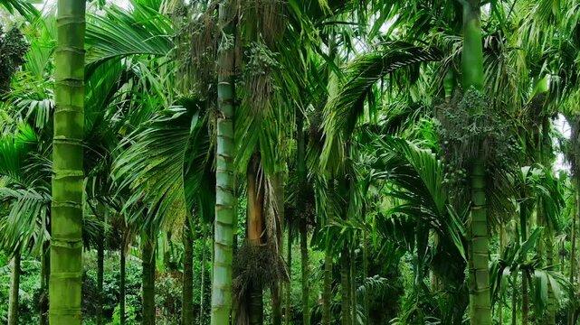 Aerial close-up drone shot flying through the canopy of an areca nut tree plantation.