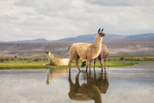 View of llamas standing in a shallow wetland in the Siloli Desert with mountains in the background in Sur Lipez, Departamento de Potosi, Bolivia.