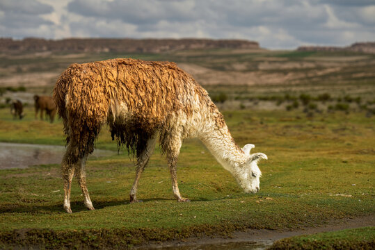 View of a llama grazing in the Siloli Desert with rugged terrain and cloudy sky in the background in Sur Lipez, Departamento de Potosi, Bolivia.