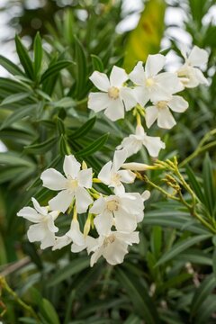 Blooming White Oleander Flowers in a Summer Garden