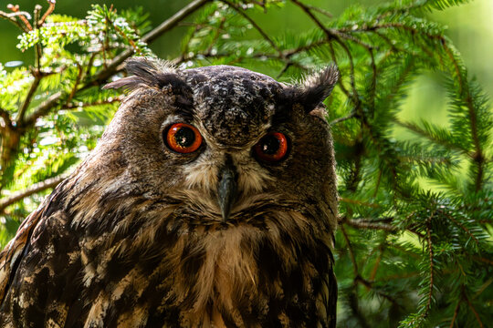 Eurasian eagle owl looking directly at camera