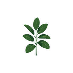 Fototapeta premium Rubber Plant Flat Vector Illustration
