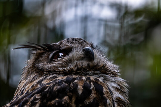 Eurasian eagle owl looking up low angle view