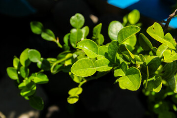 Fresh green kaffir lime leaves on branch with natural sunlight and blurred background © Ramadhan
