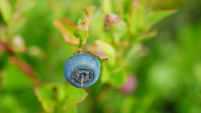 Small bilberry Vaccinium myrtillus blue fruits globose berries, perennial deciduous shrub Ericaceae natural Jeseniky mountain habitat acidic soil, peat bogs, heathlands, coniferous forests