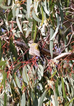 Brown-headed Honeyeater (Melithreptus brevirostris) perched in gum tree, South Australia