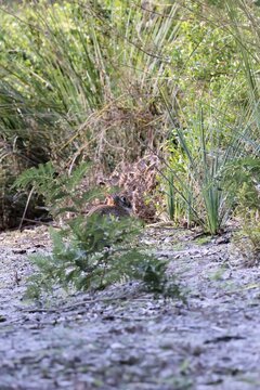 Feral European rabbit (Oryctolagus cuniculus),  South Australia