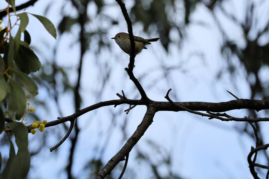 Brown Thornbill (Acanthiza pusilla) perched on gum tree branch against winter sky