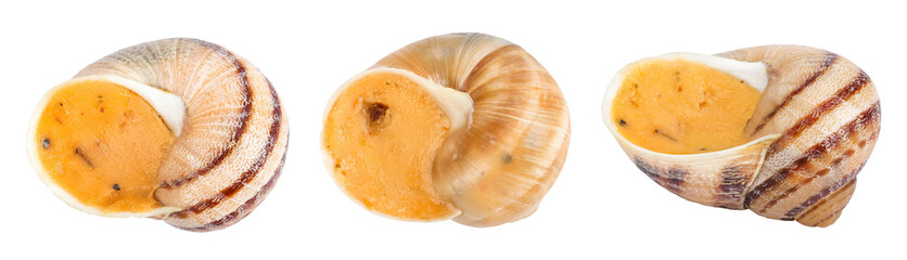 Dijon escargot snail filled with butter, tomato, garlic and cheese isolated on white background. Top view. Flat lay © kolesnikovserg