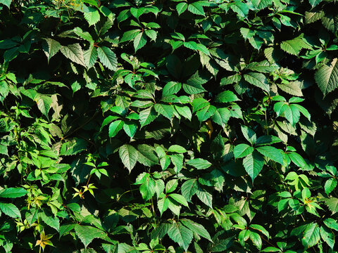 Sunny wall of green leaves nature background