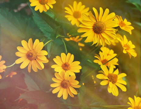 Dramatic orange camomile in summer bright light background