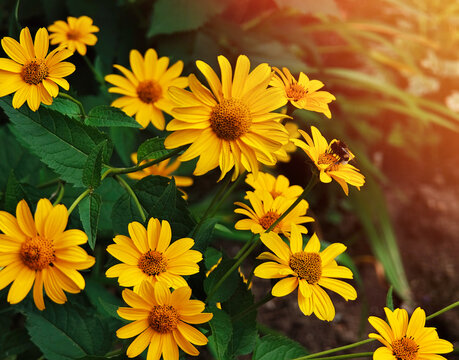 Bee hunts down juice from orange camomile background