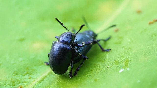 Extreme close-up macro footage of two shiny blue-black beetles mating on a green leaf in their natural habitat.	