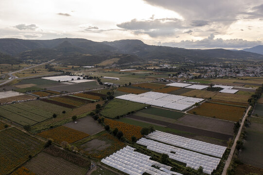 Aerial view of cempasuchil marigold fields and greenhouses in the rural landscape with mountains in the background in Copandaro de Galeana, Michoacan, Mexico.